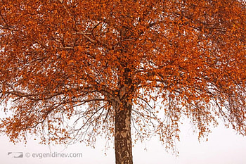 autumn tree, bulgaria, autumn, orange, tree HD wallpaper
