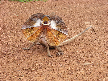 of frill-necked lizard, Australian dragon, Dry habitat, Mesmerizing creature HD wallpaper