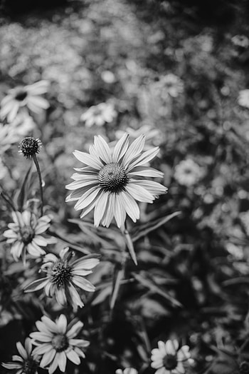 Flowers, Flower, Blur, Smooth, Flower Bed, Flowerbed, Bw, Chb HD phone wallpaper