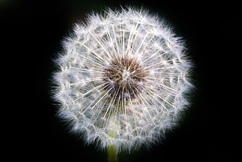 Close up, white, portrait, Dandelion HD wallpaper