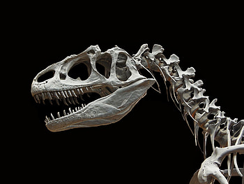 Skeleton, Dinosaurs HD wallpaper