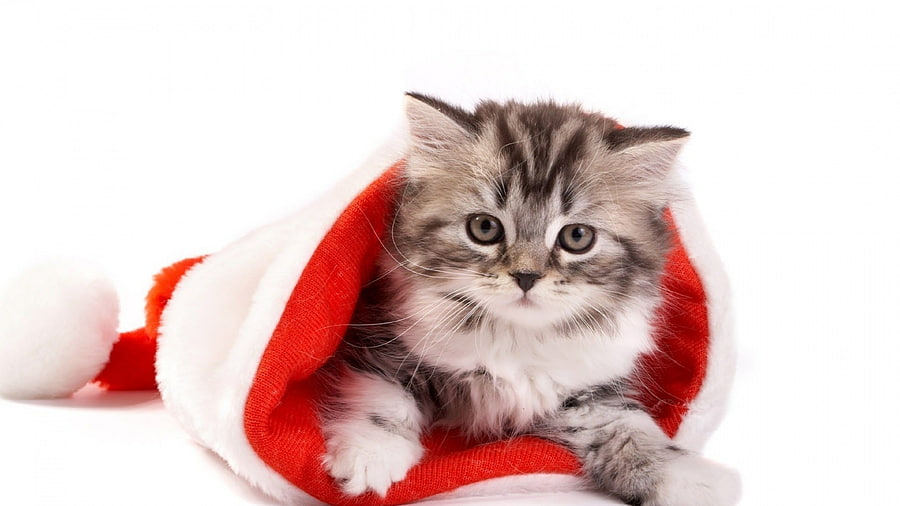 Christmas, Kittens HD wallpaper
