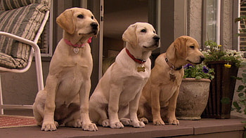 Marley and Me: The Puppy Years, Fun-filled adventure, Adorable puppies, Family-friendly HD wallpaper