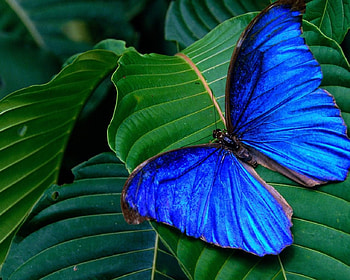 for Monarch, blue, animal, butterfly, soft, beautiful HD wallpaper