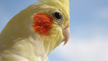 Bird Blvd taiyo the cockatiel, Feathered fashionista, Stylish avian, Trendsetting bird HD wallpaper