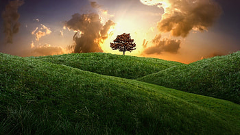 Cloudy sunset, Solitary tree, Verdant hills, Captivating beauty HD wallpaper
