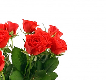 Red Roses, roses, pretty, red, nature, flowers HD wallpaper