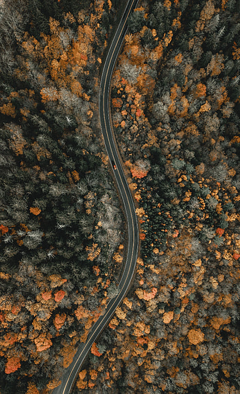 Nature, View From Above, Road, Forest, Winding, Sinuous HD phone wallpaper