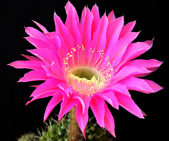 Flowers, Background, Flower, Cactus, Dissolved, Blossomed HD wallpaper