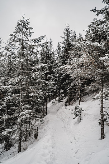 Winter, Nature, Trees, Pine, Snow, Slope HD phone wallpaper
