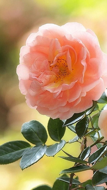 Beautiful Flowers Roses, Floral, Plant HD phone wallpaper