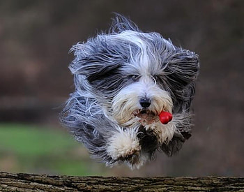 RUNNING DOG, dog, run, you, love HD wallpaper
