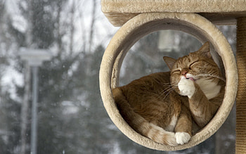 Animals, Cat, To Lie Down, Lie, Relaxation, Rest, Lick Your Lips, Licking HD wallpaper