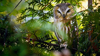 North American boreal owl, nature, raptor, bird, tree HD wallpaper