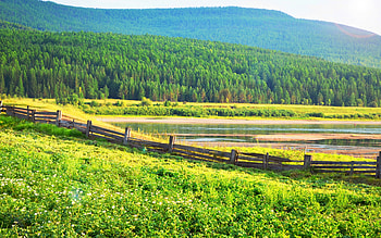 Nature, Trees, Grass, Field, Fence HD wallpaper