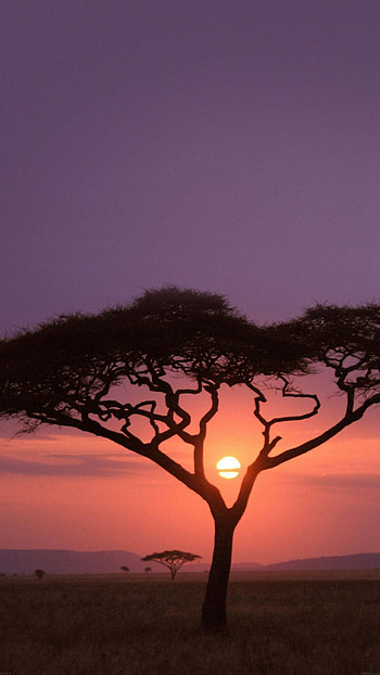 Africa HD phone wallpaper