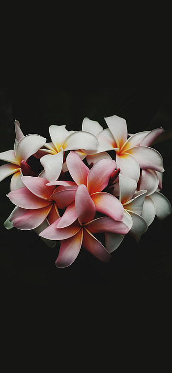 Flower , X charm, Dark nature's allure, Beauty in obscurity HD phone wallpaper