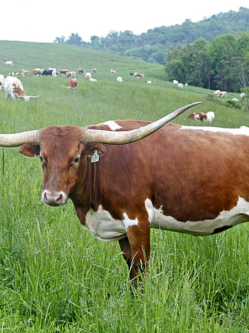 Longhorn cow, Winning smile, mobile u0026 tablet, Cattle HD phone wallpaper