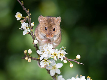 Mouse, animal, flower, green, soricel, rodent, spring, harvest mouse, blossom HD wallpaper