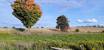 Autumn Tree, Autumn, Tree, graphy, Field, Nature, Clouds, Sky HD wallpaper