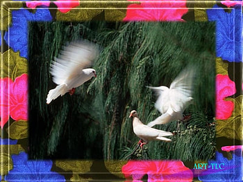 Hawaii, doves HD wallpaper