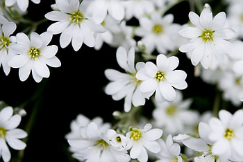 Flowers, Plant, Buds HD wallpaper