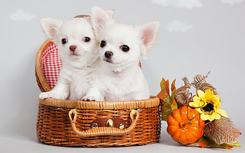 nes De Perritos Chihuahua En Gratis Para Poner En El Celular 6 HD wallpaper