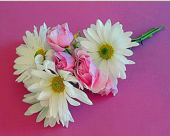 Gift for Patrice, pink, white and yellow, roses, pink background, gift, daisies HD wallpaper