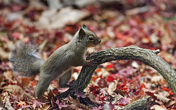 Animals, Squirrel, Autumn, Leaves, Animal HD wallpaper