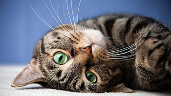 Green-eyed cat, Mesmerizing gaze, Intense stare, Stunning beauty HD wallpaper