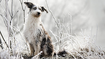 Cute Dog, dog, cute, pet, animals HD wallpaper