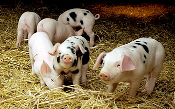 Animals, Pigs HD wallpaper