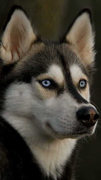 Siberian Husky representation, Canine charm, Nature-inspired, Animal lover's delight HD phone wallpaper