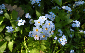 Flowers, Grass, Plant, Macro, Small HD wallpaper