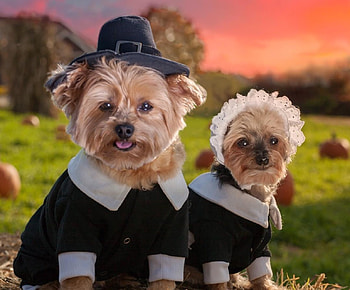 :), puppy, dog, yorkshire terrier, couple, cute, caine HD wallpaper