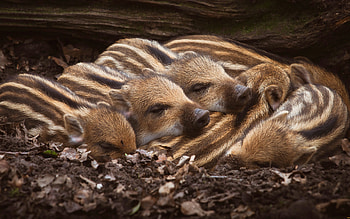 Wild Boar Piglets, piglets, sleeping, wild boar, animals HD wallpaper