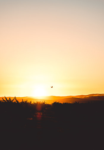 Nature, Sunset, Sky, Horizon, Silhouette, Bird HD phone wallpaper