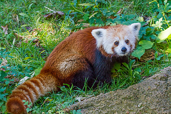 Animals, Grass, Striped, Red Panda, Little Panda, Small Panda HD wallpaper