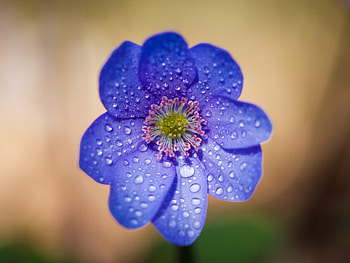 Blue flower, water drops, portrait HD wallpaper