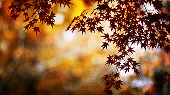Plants, Autumn, Leaves HD wallpaper