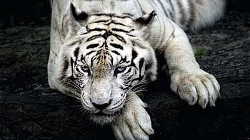 Tiger Albino, tiger, animals, predator, king HD wallpaper