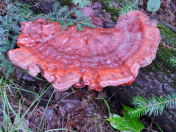 Forest Fungi, Nature, graphy, Forest, Fungi HD wallpaper