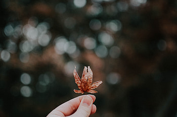 Autumn, Macro, Glare, Hand, Blur, Smooth, Sheet, Leaf, Bokeh, Boquet HD wallpaper