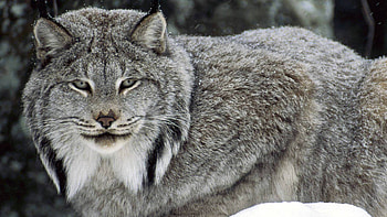 canadian lynx, cats, lynx, canada, animals HD wallpaper