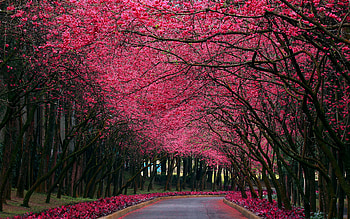 Red Road, road, nature, tree, flower HD wallpaper
