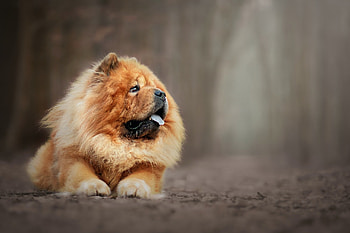 Chow Chow, Iconic breed, Recognizable appearance HD wallpaper