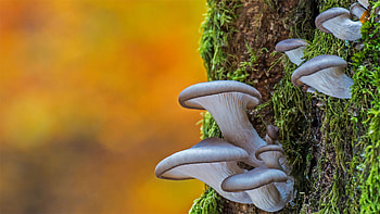 Oyster mushrooms in Belgium, Nature graphy, Belgium's flora, Fungal abundance HD wallpaper