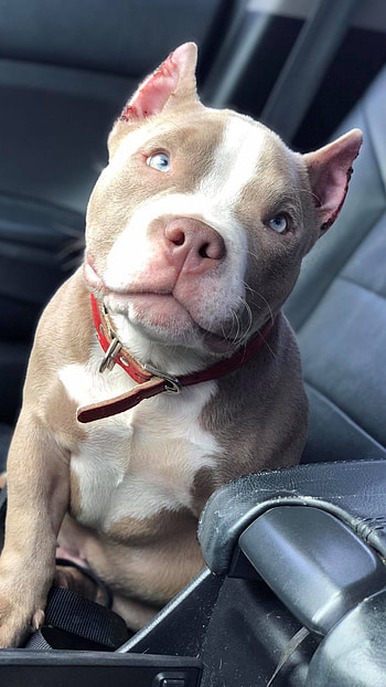 American Bully, Boston Terrier, dog breeds HD phone wallpaper