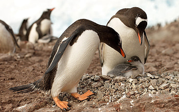 Animals, Surface, Color, Penguin HD wallpaper