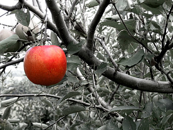 Temptation, apple, woman, man, tree HD wallpaper